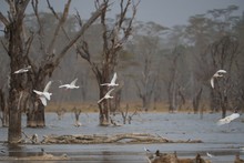 African Spoonbills In Flight, Lake Nakuru, Kenya