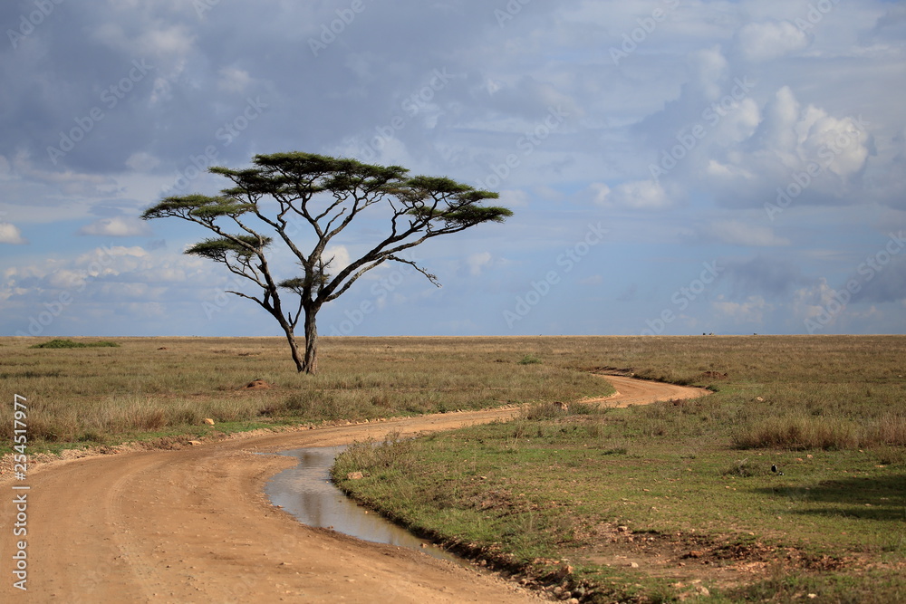 African savanna landscape with a tree in foreground - obrazy, fototapety, plakaty 