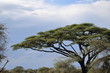 Acacia tree on a blue sky background