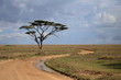 African savanna landscape with a tree in foreground