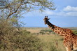 A tall giraffe staring at you standing near acacia tree