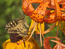 Swallowtail (Papilio Machaon) Butterfly On A Tiger Lily Flower