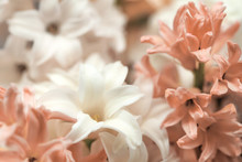 Close Up Macro Tender Beautiful Hyacinth Flower White Pink Powder Color. Traditional Easter Wedding Flowers, Flower Background, Easter Background