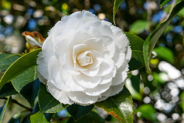 Wall Mural - White camellia flower on a tree