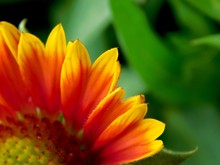 Close-up Photography Of Orange Sunflower In Bloom