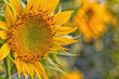 © nityananda mukherjee/Scopio - selective focus photo of sunflower