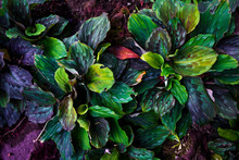 Green And Purple Leaves