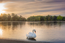 White Swan On Body Of Water