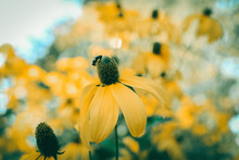 Macro Shot Of Yellow Flower