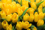 Fototapeta Tulipany - Beautiful fresh yellow tulips. close-up