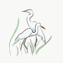 Egrets , Birds, Heron, Nature, White