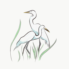 Egrets , birds, heron, nature, white