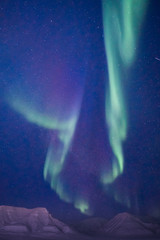 Wall Mural - the polar arctic northern lights aurora borealis sky star in norway travel svalbard in longyearbyen 