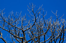 Looking Up At Bare Pine Trees That Appear To Be Dead With Deep Shadows And Clear Blue Sky.