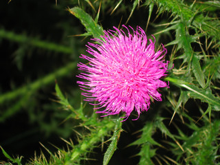 Milk Thistle flower and plant, red flower, medicinal plant 2