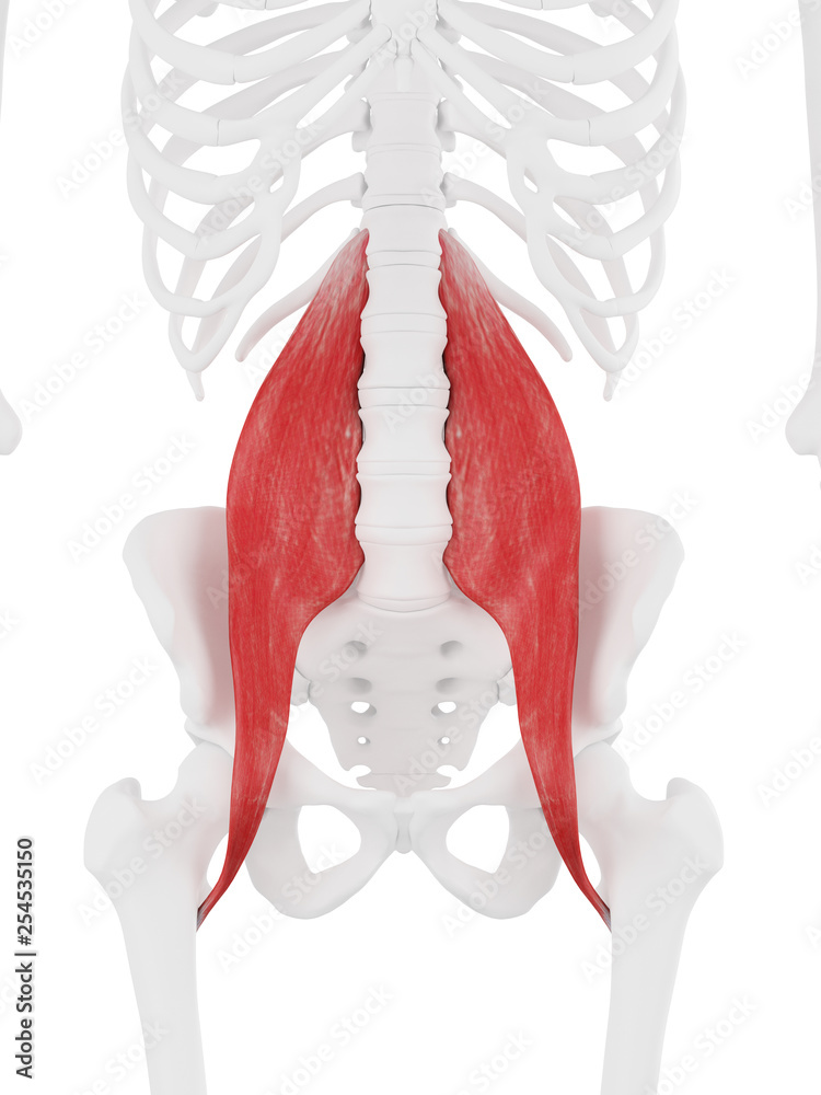 Ilustración de Stock 3d rendered medically accurate illustration of the ...