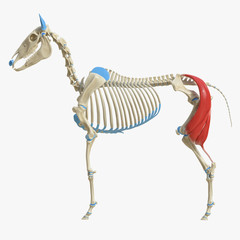 3d rendered medically accurate illustration of the equine muscle anatomy - biceps femoris
