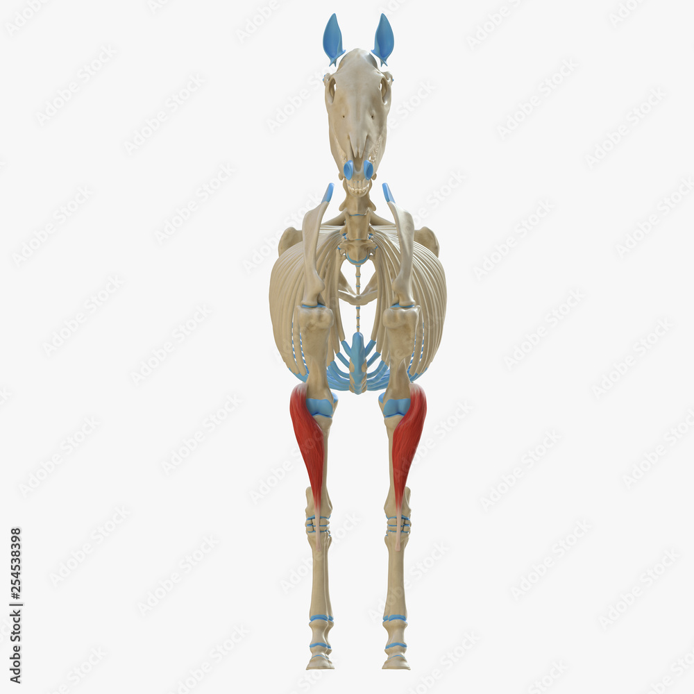 3d rendered medically accurate illustration of the equine muscle ...