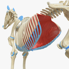 Wall Mural - 3d rendered medically accurate illustration of the equine muscle anatomy - Diaphragm