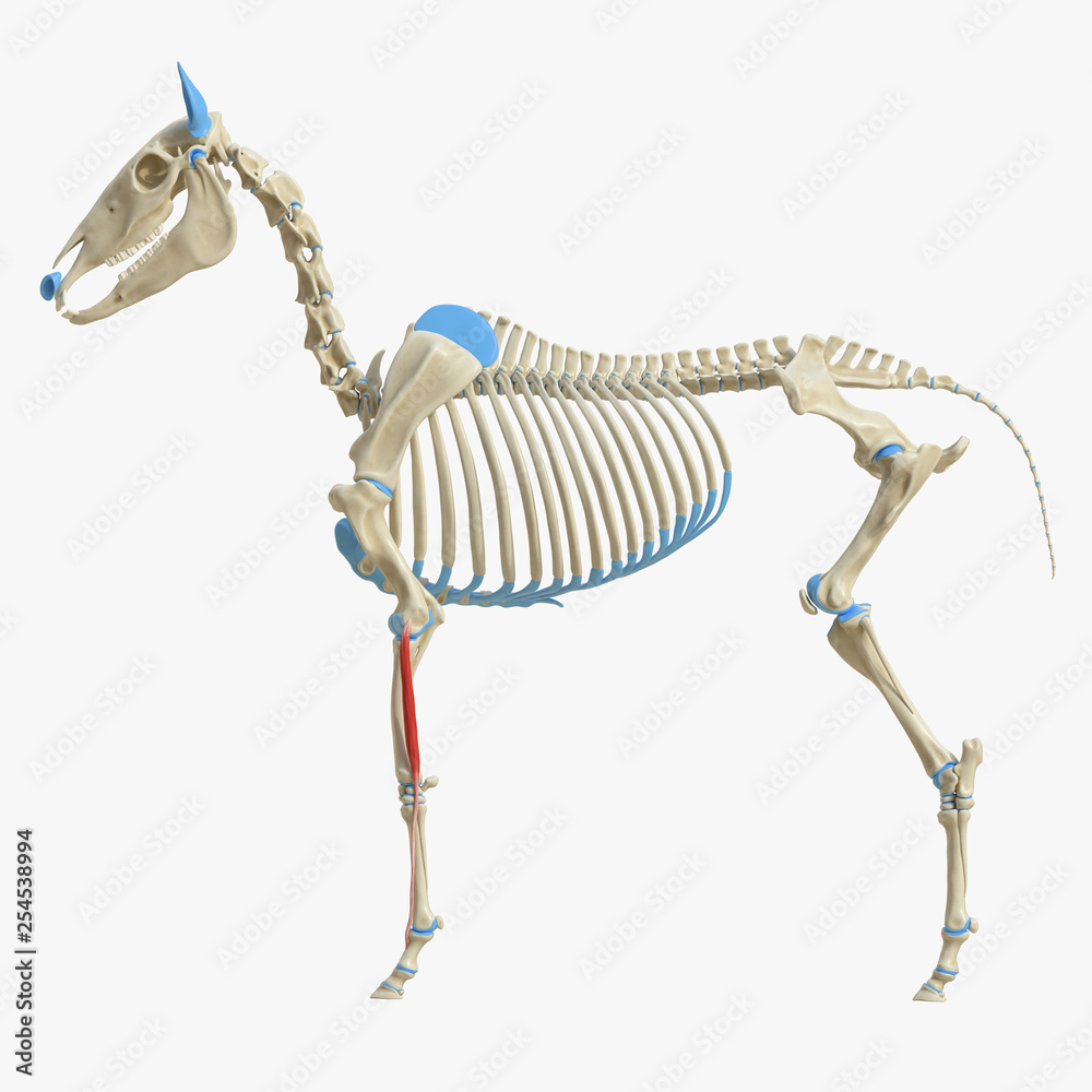 Ilustración de Stock 3d rendered medically accurate illustration of the ...