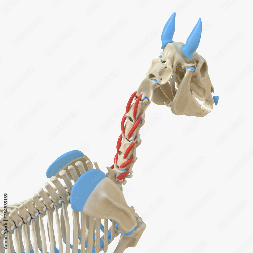 3d rendered medically accurate illustration of the equine muscle ...