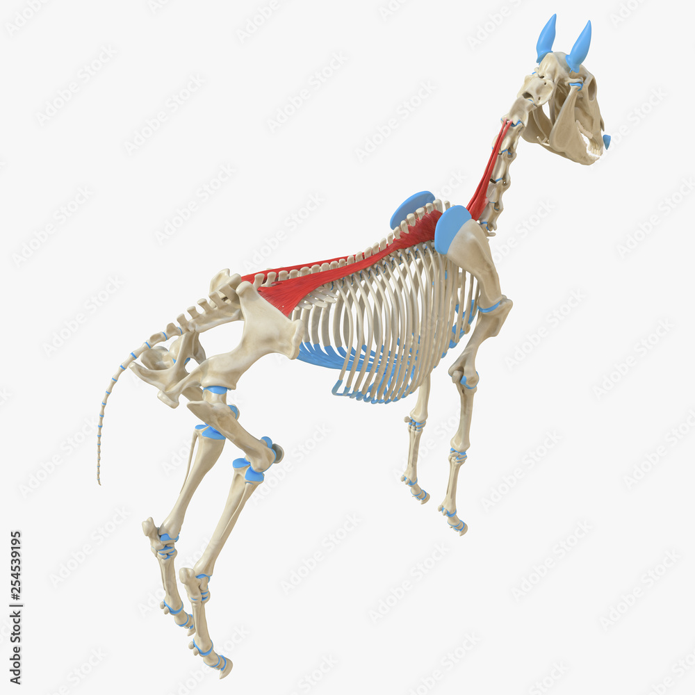 3d rendered medically accurate illustration of the equine muscle ...