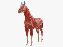 3d Rendered Medically Accurate Illustration Of The Equine Muscle Anatomy