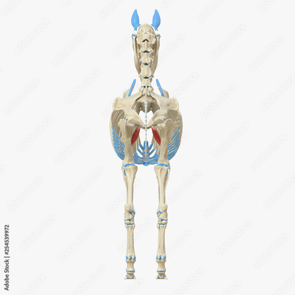 3d rendered medically accurate illustration of the equine muscle ...