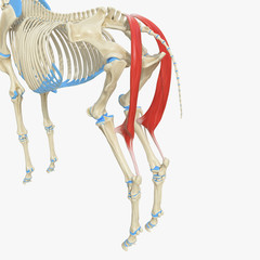 3d rendered medically accurate illustration of the equine muscle anatomy - semitendinosus