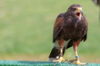 A hawk performing at falconry show