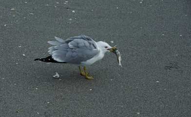 Seagull  with a fish snack in its beak on the beach along the Florida coast.