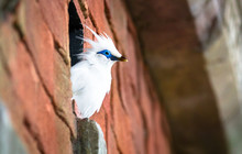 A Bali Myna Bird (also Called A Bali Starling Or Rothschild's Mynah, Leucopsar Rothschildi) Peeks Out Of A Hole In A Red Brick Wall.
