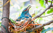 An Asian Fairy-bluebird (Irena Puella) Sitting In A Nest Made With Grass, Leaves, Plastic, And Electrical Wires.