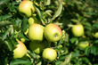 green apples on the tree in harvest season