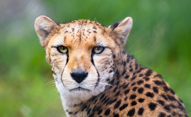 Wall Mural - A North African cheetah (also called a northeast African cheetah, Acinonyx jubatus soemmeringii) staring directly at the camera.