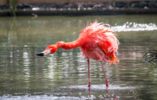 A Caribbean Flamingo (also Called American Flamingo, Phoenicopterus Ruber) Shakes Off After Bathing In A Pond.