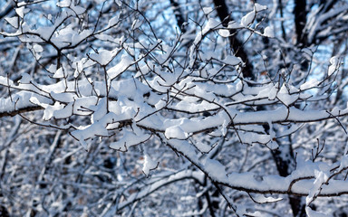 Snow covered forests and lakes in winter