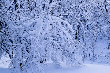 Snow covered forests and lakes in winter