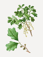 Poster - Bear oak branch