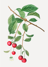 Cherry Tree Branch