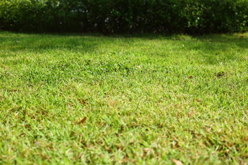 Wall Mural - green grass turf in garden