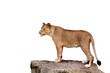 full body of lioness standing on large tree stump isolate white background
