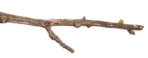 dry pear tree branch with cracked bark. isolated on white background