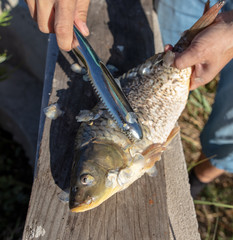 Sticker - A man cuts a knife fish in nature