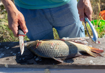 Sticker - A man cuts a knife fish in nature