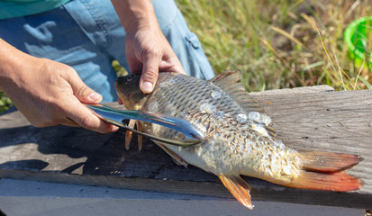 Sticker - A man cuts a knife fish in nature