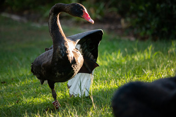 Wall Mural - stretching wing elegant black swan on the lake water side Gold Coast Australia summer spring sunset evening