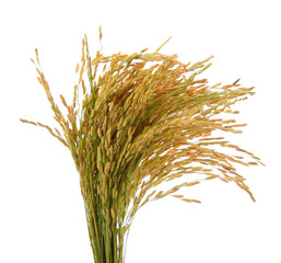 Poster - Ear of rice paddy on white background