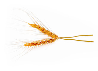 Wall Mural - Closeup of barley ear over on white background