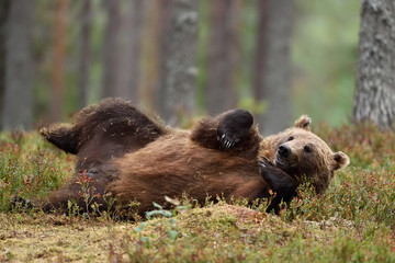 Wall Mural - brown bear lying on his back in the forest. big male bear chilling.